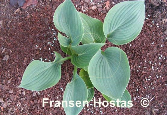 Hosta Blue Skies